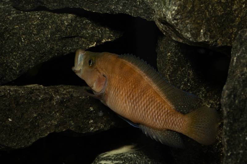 Neolamprologus obscurus 'Kantalamba'
